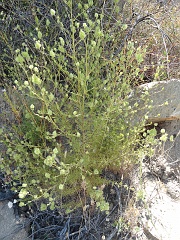 cordylanthus rigidus